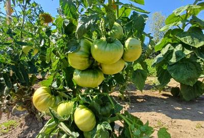 Teren pentru casa si gradina - 1