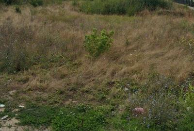 Afumati   Vanzare Teren extravilan  10 000mp - 2