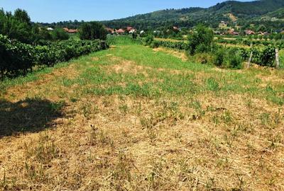 TEREN INTRAVILAN POLOVRAGI - 5