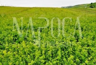 Teren extravilan pentru constructii de vanzare in Popesti - 2