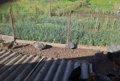 Vand casa la ?ara - 6