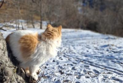 Teren de 2031 mp, în Poiana - 5