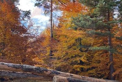 DE VANZARE Pensiune | 12 camere | Bisoca / Buzau - 26