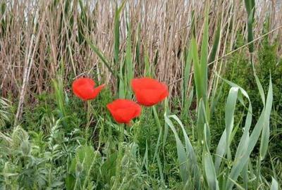 Casă cu 2 camere în Bițina-Pământeni - 3