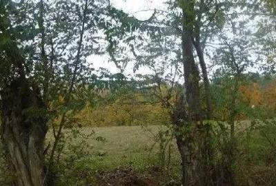 Teren faneata Vizantea Livezi; ID: R2800475 - 4