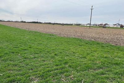 Vand parc.teren 7.800 mp(38x203),extravilan(posib.intravilan)la inrare in Zadareni Vand parc.teren 7.800 mp(38x203),extravilan(posib.intravilan)la inrare in Zadareni - 4