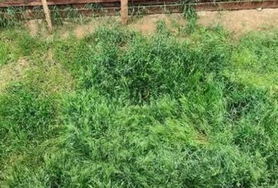 Casă cu 4 camere cu Teren 170 Mp în Valea Lupului - 11