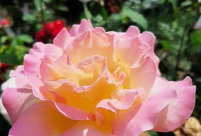 Casă cu 7 camere cu Teren 2745 Mp în Central - 1