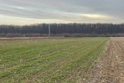 Teren extravilan Gulia Dambovita 3734mp - 1