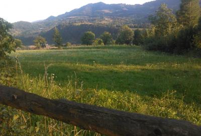 Teren intravilan 5360mp Bistrita Nasaud | Tiha Bargaului - 2