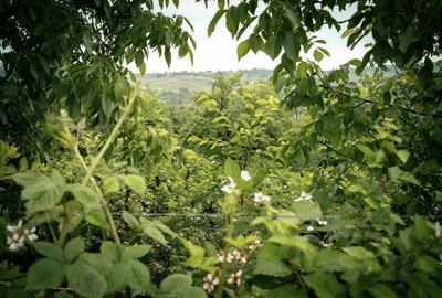 Teren agricol intravilan de 7603 mp, în Delenii - 9