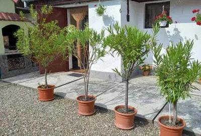 Casa renovata in zona ultracentrala -Municipiul Sacele, situata vis-a-vis de PENY Market, Proprietar - 3