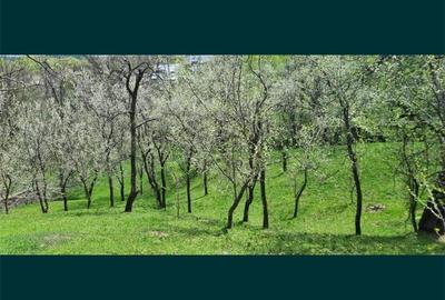 Teren de 4384 mp, în Talea - 7
