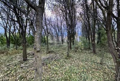 Spațiu comercial, în Feleacu - 5