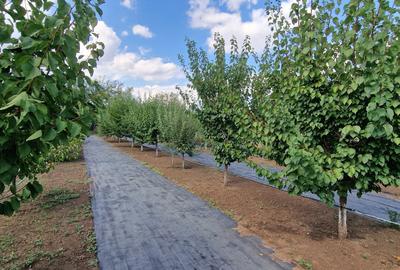 Fundulea – Vila 185 mp cu teren 4000 mp, potential dezvoltare imobiliara - 9