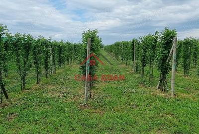 Casă în Băicoi - 7