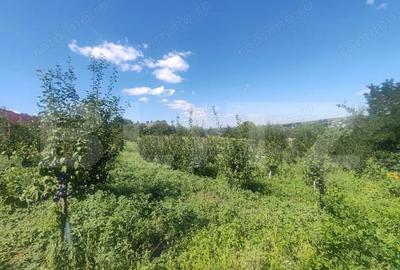 Casă cu 1 camere cu Teren 3000 Mp în Central - 5