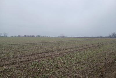 Teren agricol extravilan de 4400 mp, în Nuci - 2