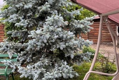 Casă individuală cu 6 camere cu Teren 4265 Mp în Izbiceni - 10