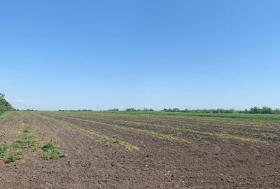 Teren Construcții intravilan de 52900 mp, în Afumați - 7