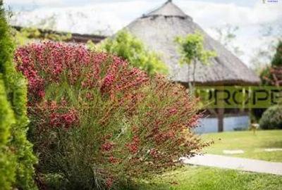 Somova, Tulcea, case de vacanta cu piscina, de vanzare - 2