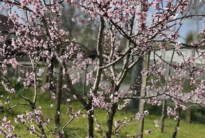 Casă cu 3 camere cu Teren 3000 Mp în Rasa - 2