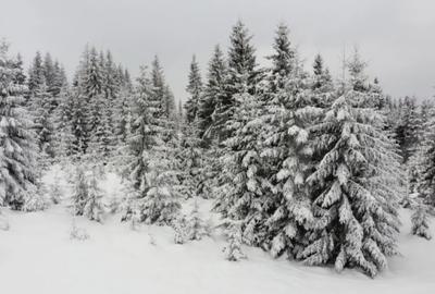 Teren de 1500 mp, în Mărișel - 6