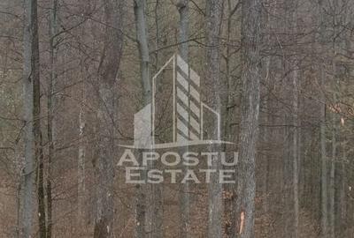 INVESTITIE CU PROFIT RAPID Padure 120+ Ani Fag & Gorun - 3