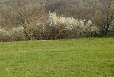 Teren de 8000 mp, în Meteș - 7
