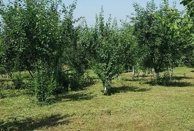 Sarata, Dealu Nou, teren 2800mp - 5