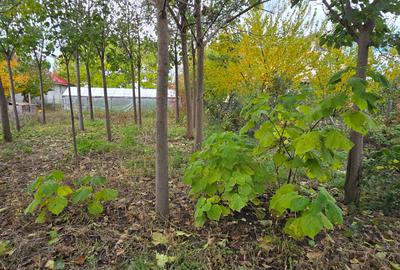 Teren  715  mp  intravilan Petresti - 11