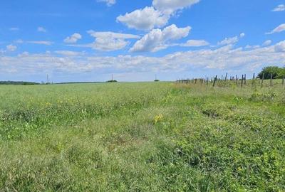 Teren extravilan Tancabesti - 2