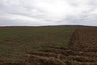 Teren intravilan de 29100 mp, în Sântandrei - 3