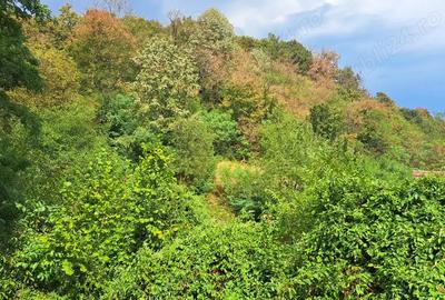 Casa de vanzare in satul Odvos (comuna Conop) - 5