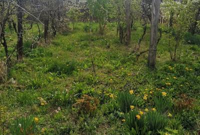 Casă cu Teren 1600 Mp în Dumbrăvești - 3