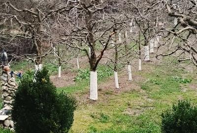 Casă cu 3 camere cu Teren 2800 Mp în Central - 10