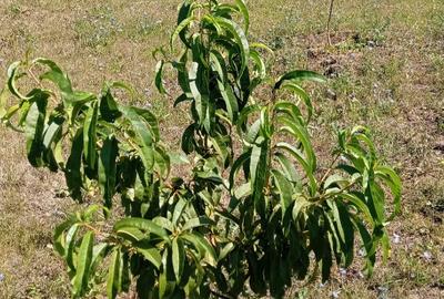 Vând teren intravilan construcții casa in vatra satului - 10