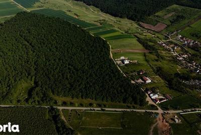 Teren de 6202 mp, în Bucovăț - 8