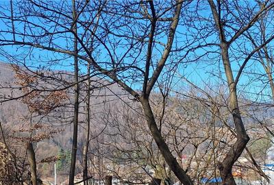 Teren de 2326 mp, în Tarcău - 4