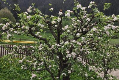 Casă cu 5 camere în Ulma - 1