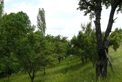 Spațiu comercial, în Periș - 4