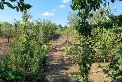 Casa - Caracal Olt - 13