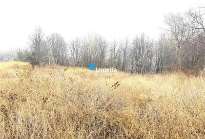 Casa P 4 cam, 2 bai, 500 mp, Paun  Bucium - 9