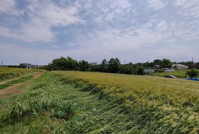 Teren Intravilan Tancabesti 3139mp I Utilitati I Snagov I Parcelabil Teren Intravilan Tancabesti 3139mp I Utilitati I Snagov I Parcelabil - 2