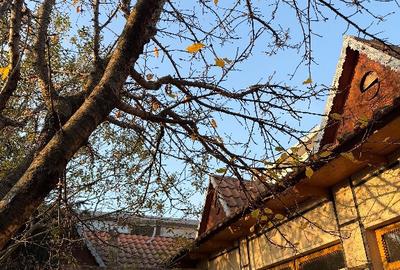 Casa Cerna-Tulcea - 5