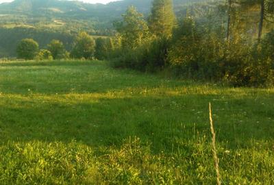 Teren intravilan 5360mp Bistrita Nasaud | Tiha Bargaului - 1