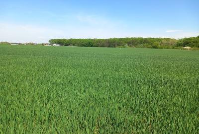 Spațiu comercial, în Lupăria - 1