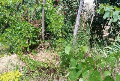 Casă cu 3 camere în Berca - 3