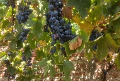 Vind casa formata din doua cladiri,in Prin?u Turcesc - 2