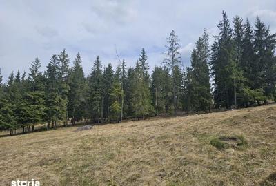 Teren de 53159 mp, în Fundu Moldovei - 8